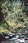 UGANDA_Ruwenzori mountain range_native tropical rainwood, like a primeval world ...what nature_backpack - trip through Eastern-, Central- and Southern AFRICA 1991-92 with my friend Andr Zeidler_Jochen A. Hbener