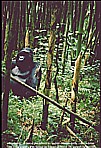 1991/92_RUANDA_GORILLA_near Dian Fosseys_what a feeling_3 were a bit aggressive, see my short movie at YouTube