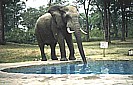 1991_ZIMBABWE_I was in the hotels pool, when other persons were shouting, that there was an elefant behind me_ As I didnt believe that, I was laughing, but only a short moment_when I turned round, he was only some meters far away ... _Jochen A. Hbener