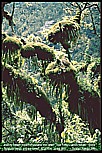 1992_RUANDA_tropical rain forest near former Dian Fosseys gorilla station_Jochen A. Hbener